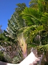 thumb_199_ftravellerpalm1.jpg