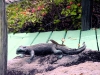 thumb_233_lizard.jpg