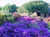 thumb_233_purpleboug.jpg